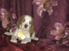 Photo №2 to announcement № 7985 for the sale of beagle - buy in Russian Federation from nursery