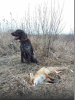 Photo №2 to announcement № 10746 for the sale of german wirehaired pointer - buy in Ukraine private announcement
