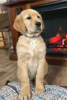 Photo №1. golden retriever - for sale in the city of Aintree | 1000$ | Announcement № 50401