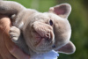 Photo №2 to announcement № 117780 for the sale of french bulldog - buy in Belgium breeder