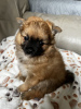 Photo №3. Teacup Pomeranian Puppy Ready. United States