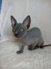 Photo №2 to announcement № 97328 for the sale of sphynx cat - buy in Germany private announcement, breeder