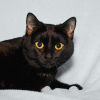 Additional photos: Two black as coal cats Bagheera and Rusya are looking for a home