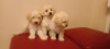 Additional photos: White toy poodle