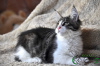 Photo №2 to announcement № 9364 for the sale of maine coon - buy in Russian Federation private announcement, from nursery, breeder