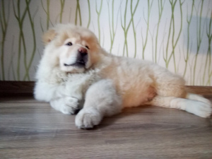 Photo №4. I will sell chow chow in the city of Minsk.  - price - Negotiated