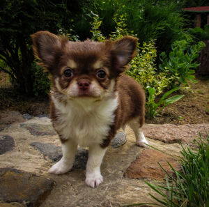 Photo №2 to announcement № 7165 for the sale of chihuahua - buy in Belarus from nursery, breeder