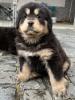 Additional photos: Purebred Tibetan Mastiff puppies with FCI FCI documents