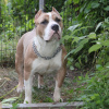 Photo №1. american bully - for sale in the city of Yekaterinburg | negotiated | Announcement № 24683