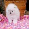 Photo №3. pomeranian. Germany