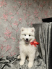 Photo №4. I will sell samoyed dog in the city of Москва.  - price - negotiated