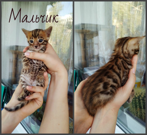 Photo №4. I will sell bengal cat in the city of Москва. private announcement, from nursery - price - negotiated