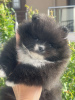 Photo №2 to announcement № 58079 for the sale of pomeranian - buy in Greece breeder