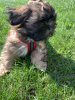Photo №1. shih tzu - for sale in the city of Kaliningrad | 651$ | Announcement № 44970