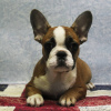 Photo №1. french bulldog - for sale in the city of Tula | 341$ | Announcement № 8343