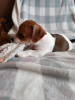 Photo №2 to announcement № 96527 for the sale of jack russell terrier - buy in Czech Republic breeder