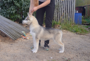 Photo №2 to announcement № 3649 for the sale of siberian husky - buy in Russian Federation breeder