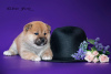 Photo №2 to announcement № 17570 for the sale of shiba inu - buy in Russian Federation from nursery