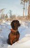 Photo №1. bavarian mountain hound - for sale in the city of Jelgava | 528$ | Announcement № 71001