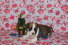 Photo №2 to announcement № 87223 for the sale of american staffordshire terrier - buy in Belarus from nursery
