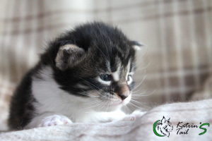Photo №4. I will sell maine coon in the city of St. Petersburg. private announcement, from nursery, breeder - price - 424$