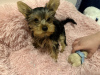 Photo №1. yorkshire terrier - for sale in the city of London | 317$ | Announcement № 123494