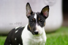Photo №2 to announcement № 108368 for the sale of bull terrier - buy in Russian Federation private announcement