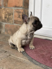 Photo №3. French bulldog puppies for sale. Serbia