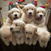 Photo №1. golden retriever - for sale in the city of Hof | 423$ | Announcement № 116116