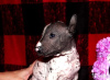 Photo №1. mexican hairless dog - for sale in the city of Belgorod | 496$ | Announcement № 8067