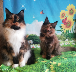 Additional photos: Chic, bright Maine Coon girls