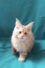 Photo №1. maine coon - for sale in the city of Kharkov | 610$ | Announcement № 8545