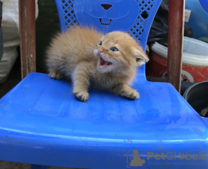 Additional photos: Ginger kitten