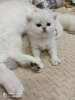 Photo №1. british shorthair - for sale in the city of Ангарский | negotiated | Announcement № 9122