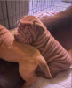 Photo №1. shar pei - for sale in the city of Stockholm | negotiated | Announcement № 96316