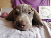 Photo №2 to announcement № 9654 for the sale of weimaraner - buy in Russian Federation private announcement, breeder