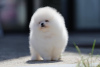 Photo №4. I will sell pomeranian in the city of Berlin. private announcement - price - 380$