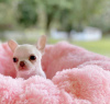 Photo №2 to announcement № 95387 for the sale of chihuahua - buy in Germany breeder