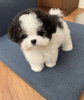 Photo №1. poodle (dwarf), poodle (royal), poodle (toy) - for sale in the city of Venlo | Is free | Announcement № 43065