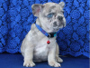 Photo №1. french bulldog - for sale in the city of Stockholm | 423$ | Announcement № 84877