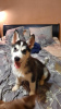 Photo №1. siberian husky - for sale in the city of Kherson | 244$ | Announcement № 8523