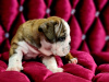 Photo №4. I will sell non-pedigree dogs in the city of Severodvinsk. private announcement - price - 1080$