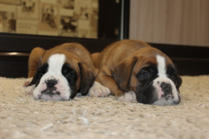 Photo №3. Excellent puppies of German boxer from imported parents. Russian Federation
