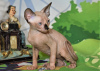 Photo №3. kittens canadian sphynx. Israel