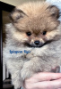 Photo №1. pomeranian - for sale in the city of Kiev | negotiated | Announcement № 76972