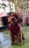 Additional photos: Miniature poodle puppies