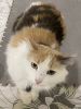 Additional photos: Three-colored cat Vanilla is looking for a home and a loving family!