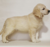 Photo №1. golden retriever - for sale in the city of Khmelnitsky | negotiated | Announcement № 17897