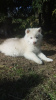 Photo №2 to announcement № 46052 for the sale of siberian husky - buy in Belarus breeder