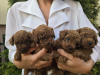 Photo №3. TOY Red Poodles - Puppies for sale. Serbia